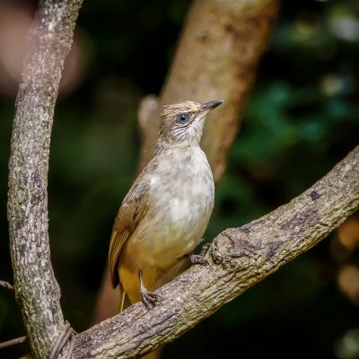 Blanfordbülbül / Streak-eared Bulbul